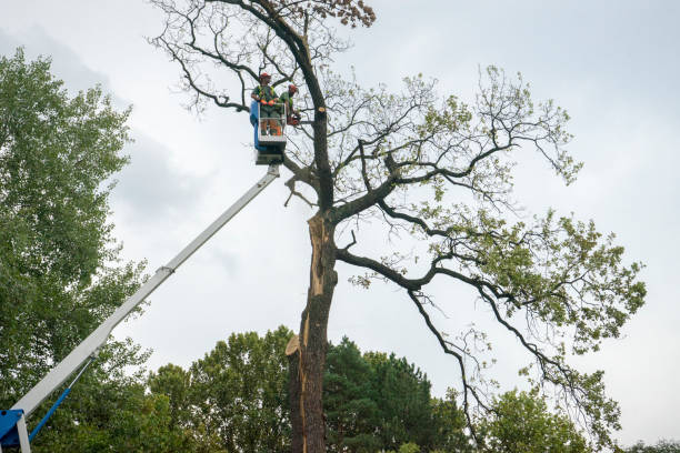 Best Root Management and Removal  in Yuba City, CA