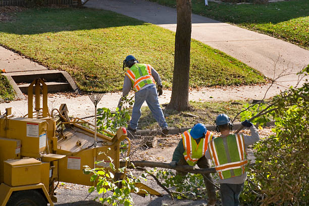 Best Storm Damage Tree Cleanup  in Yuba City, CA