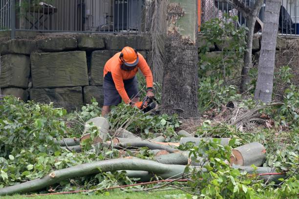 Best Utility Line Clearance  in Yuba City, CA